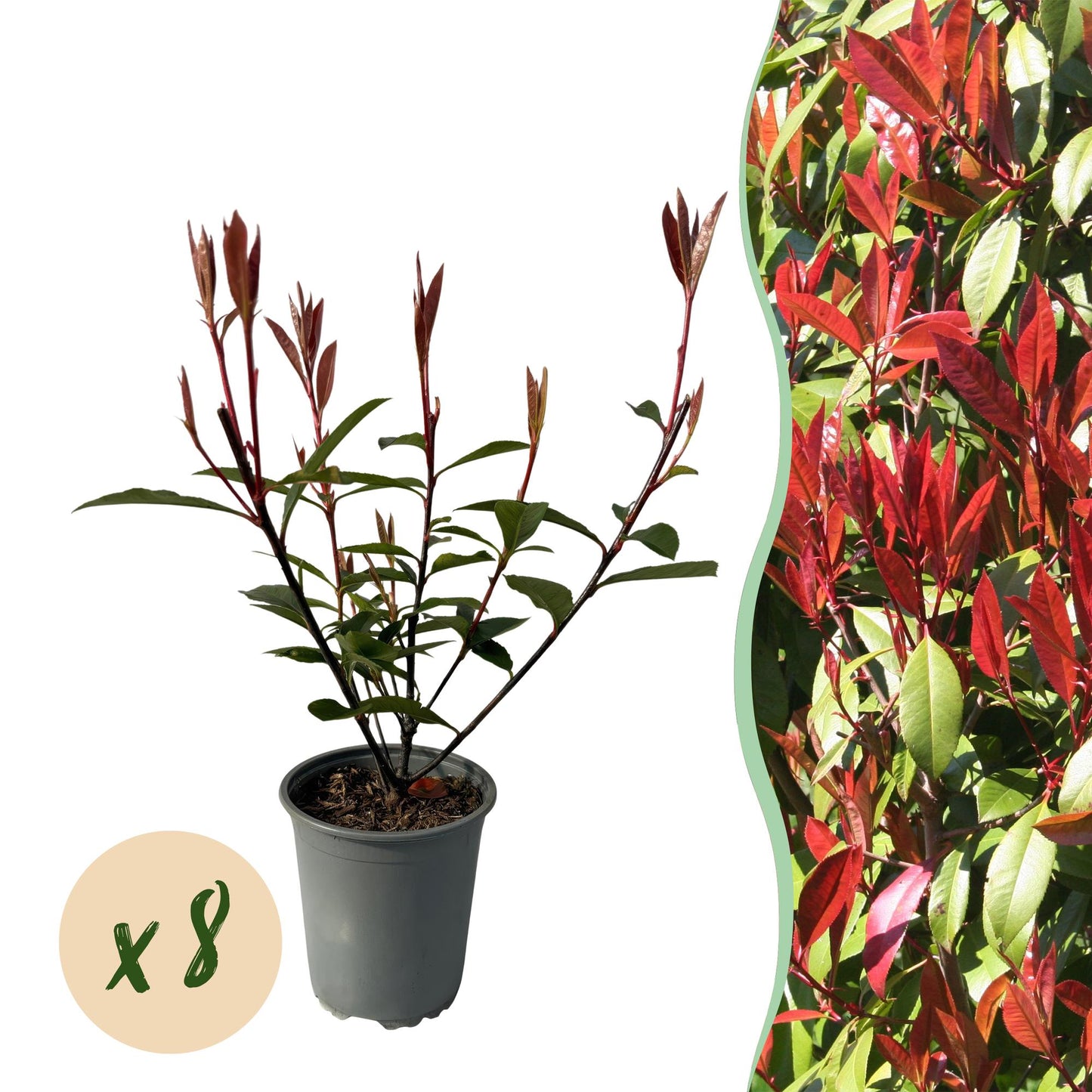 Glanzmispel - Photinia fraseri Carre Rouge - Heckenpflanzen - Rot Grünes Blatt - 8 Pflanzen - 1 laufender Meter - immergrün - Topf 9cm Höhe 30-35cm