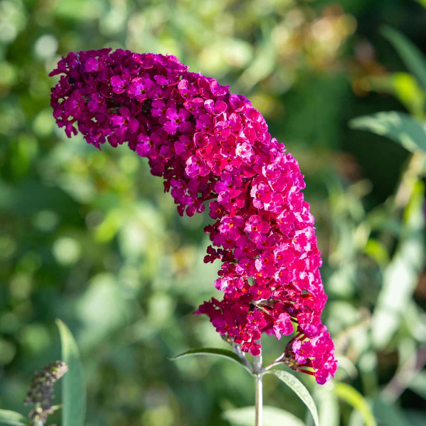 Schmetterlingsstrauch Buddleja davidii Royal Red – Rote Blüten – Laubabwerfend – Schmetterlingsfreundlich – 17 cm Höhe 25 cm