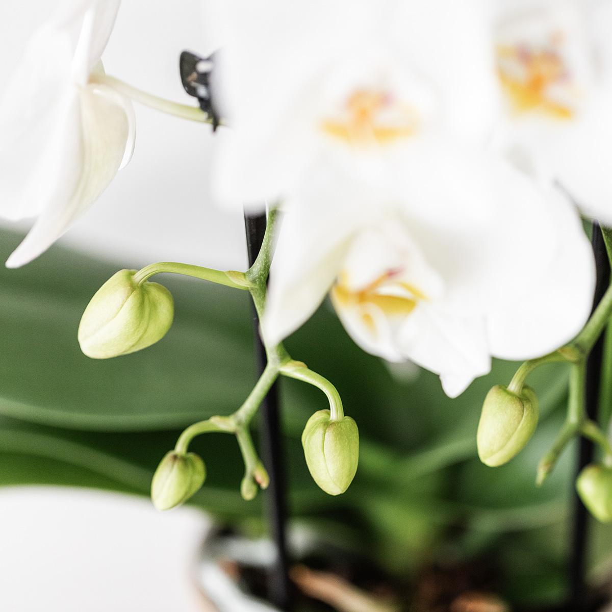 Kolibri Orchids | Weißes Orchideenset in Como-Schale inkl. Wasserreservoir | Drei Weiße Niagara Falls-Orchideen 12cm | Mono-Bouquet Weiß mit Selbstbewässerungssystem