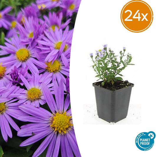 Aster (D) 'Prof. Anton Kippenberg' – lila Herbstblüte – 24 Pflanzen – bienenfreundlich – pflegeleicht – Schnittblume – Ø9cm – ↕10–25cm