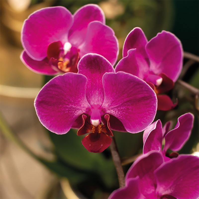 Kolibri Orchids | Lila Orchideenset in Como-Schale inkl. Wasserreservoir | Drei Lila Morelia-Orchideen 9cm | Mono-Bouquet Lila mit Selbstbewässerungssystem