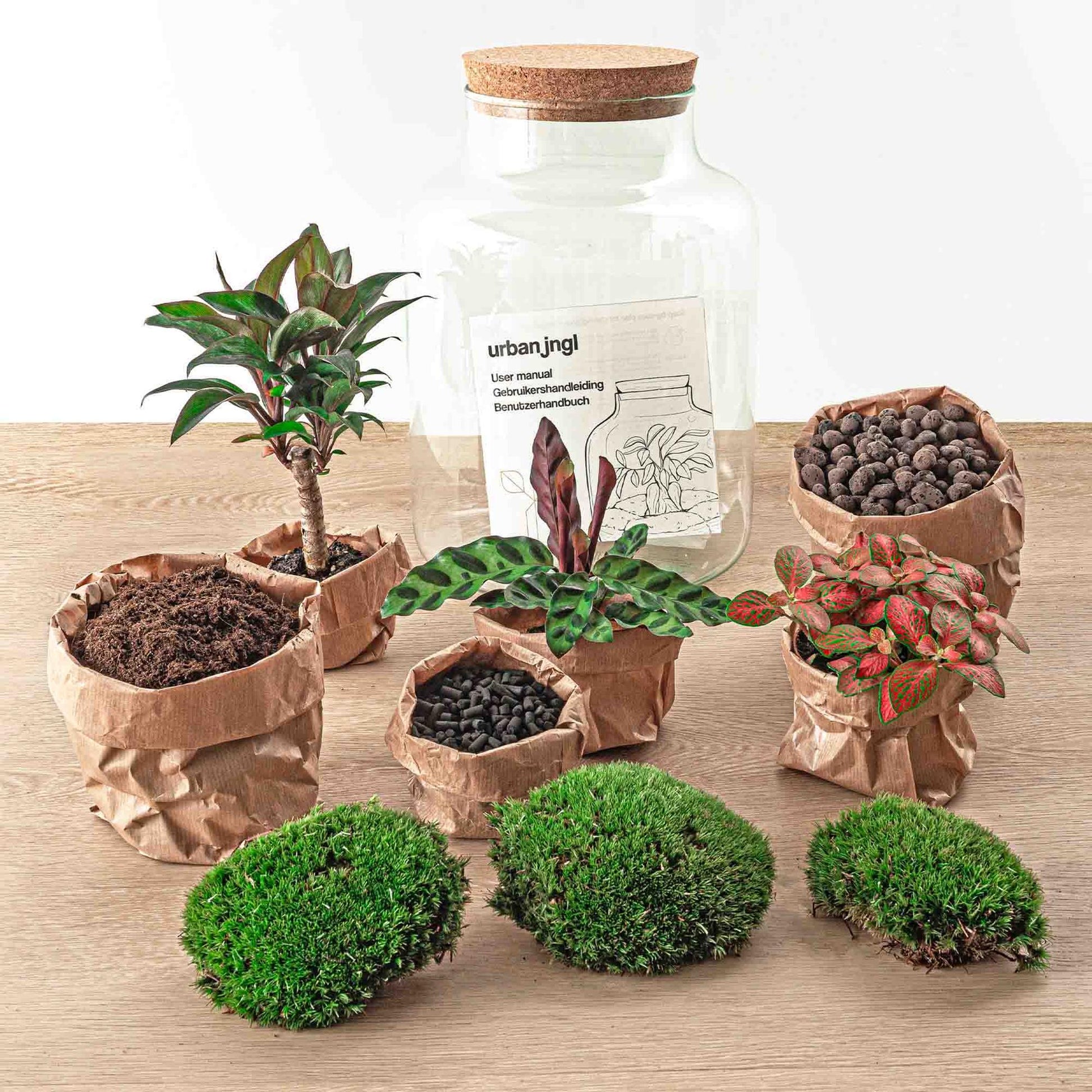 Flaschengarten DIY Bausatz – Terrarium Milky Palme – Ø21cm x 30cm – Selbstbewässerndes Mini-Ökosystem – Inklusive Anleitung – Perfekt für Zuhause & Büro
