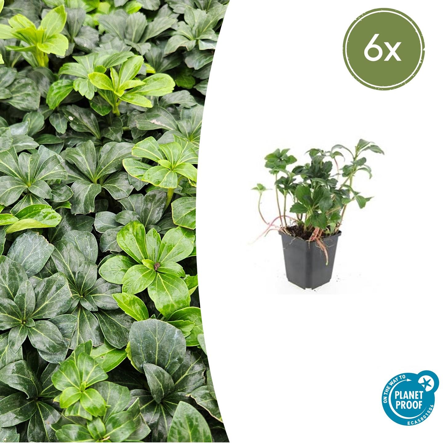 Schattengrün Pachysandra terminalis 'Green Sheen' – ↕10-25cm – Ø9cm – 6 Pflanzen – Immergrüner Bodendecker – Pflegeleicht & Winterhart