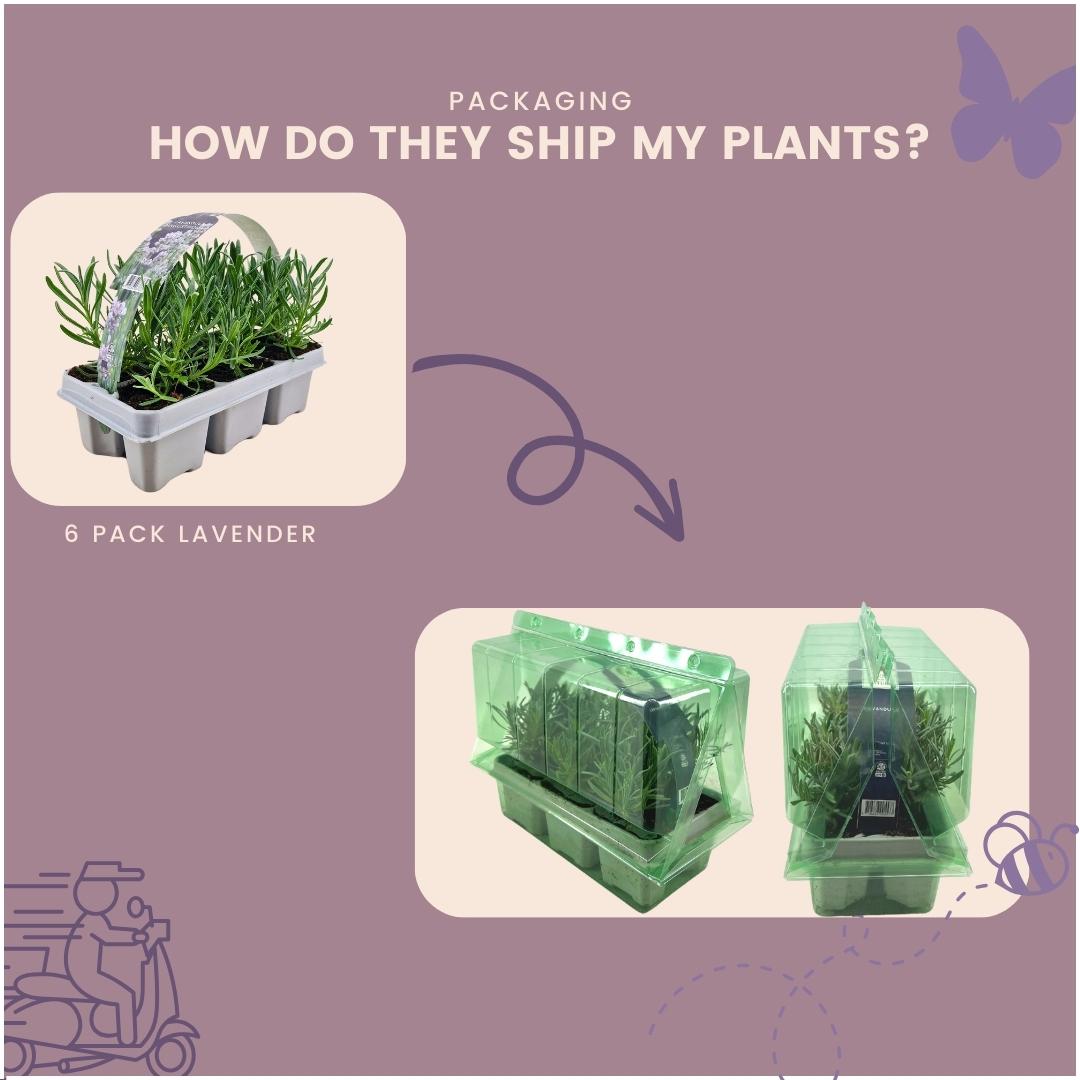 Echter Lavendel angustifolia White – 72 Pflanzen – Ø7cm - ca. 15cm hoch – Mehrjähriger, weiß blühender Lavendel – Duftend, winterhart & pflegeleicht