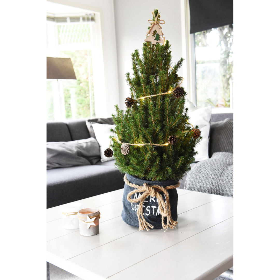 Kleine Weihnachtsbaum in Xmas Bag blau - 70 cm - Picea Glauca Conica - Pine cone lighting including batteries