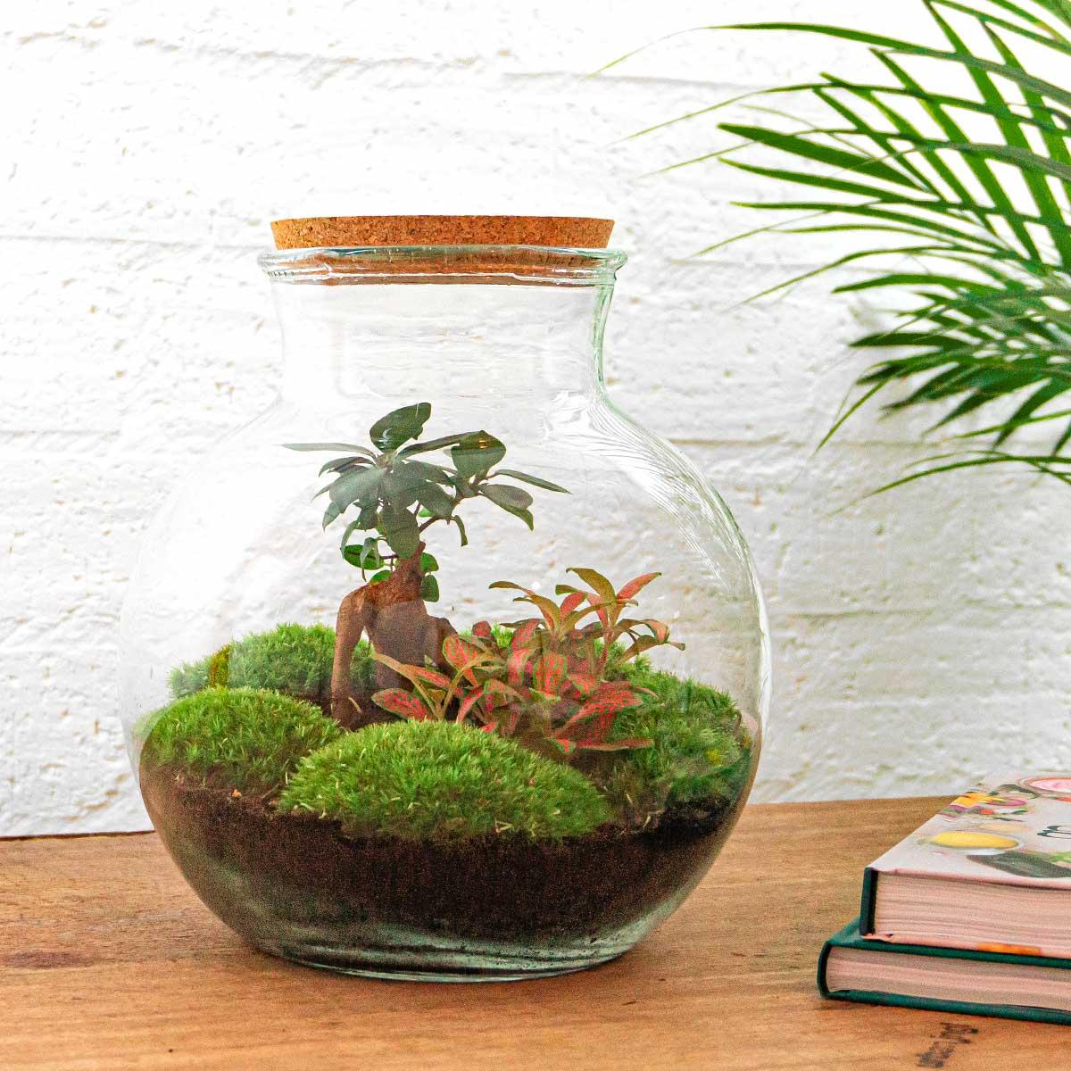 Flaschengarten DIY Bausatz Teddy Bonsai – Terrarium Ø25cm x H26,5cm – Do-It-Yourself Pflanzterrarium – Autarkes Mini-Ökosystem – Für Zuhause & Büro