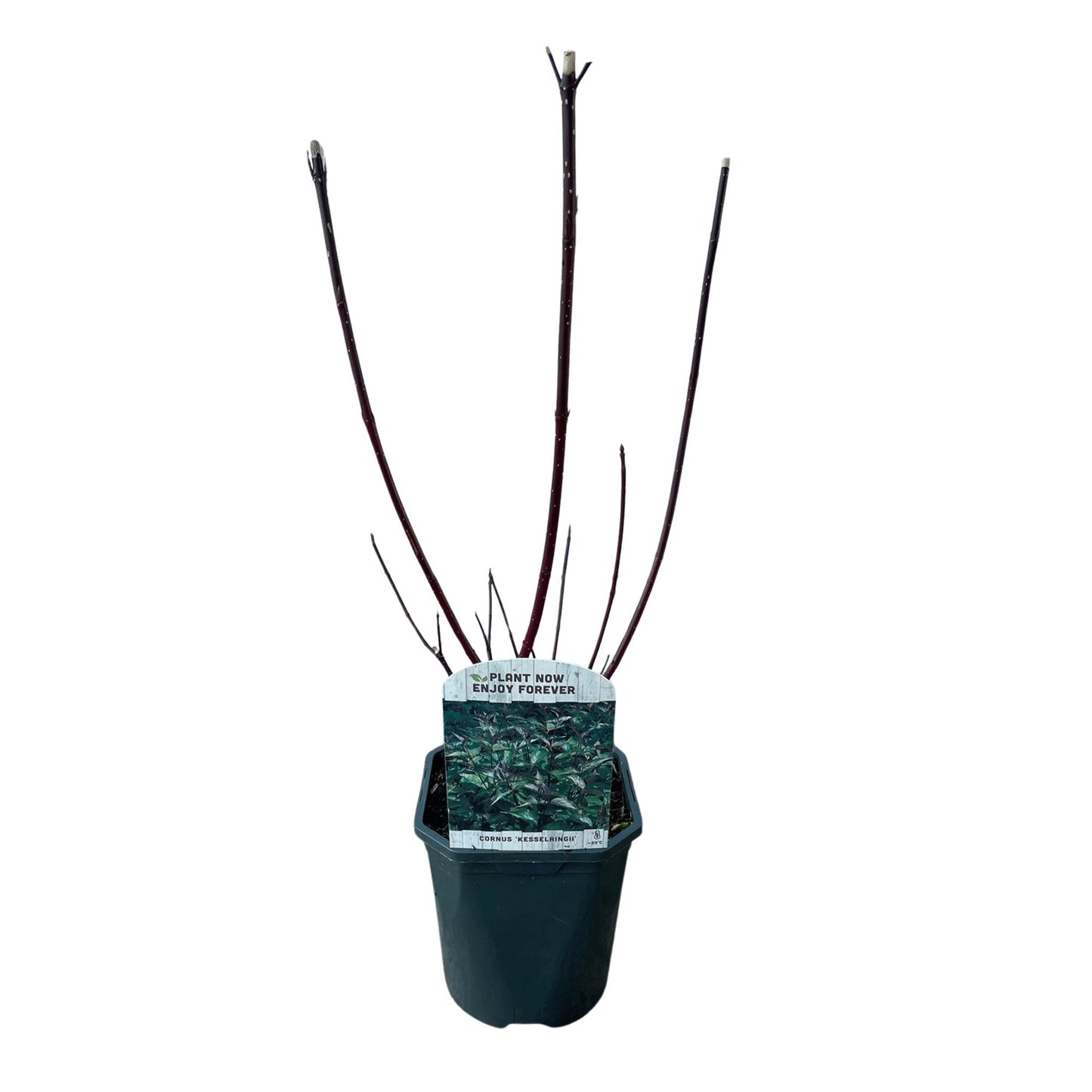 Schwarzholz-Hartriegel - Cornus alba Kesselringii - Wenig Pflege - Topf 17cm Höhe 45cm