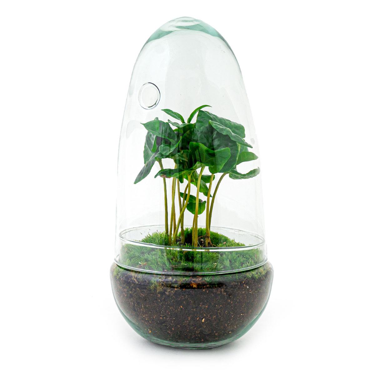 Flaschengarten Egg Coffea Arabica – DIY Pflanzen-Terrarium – Höhe 25 cm – Selbstversorgendes Mini-Ökosystem – Inkl. Moos, Erde & Pflanze – Einfacher Aufbau in 5 Schritten – Für Zuhause & Büro