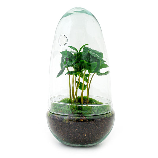 Flaschengarten Egg Coffea Arabica – DIY Pflanzen-Terrarium – Höhe 25 cm – Selbstversorgendes Mini-Ökosystem – Inkl. Moos, Erde & Pflanze – Einfacher Aufbau in 5 Schritten – Für Zuhause & Büro