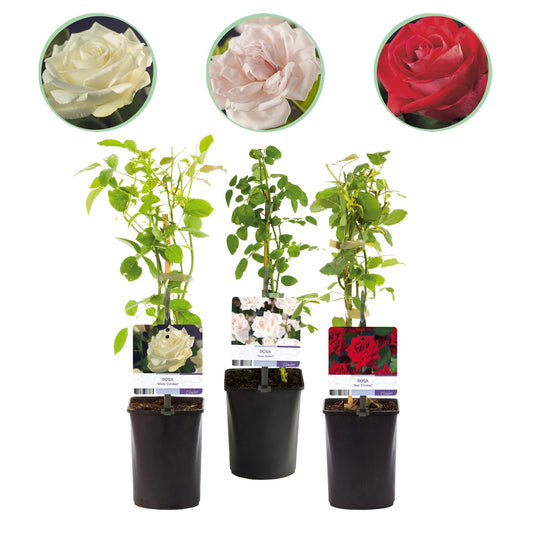 Kletterrose – Rosa Tricolour – Blüte Rosa-Weiß-Rot – 3 Pflanzen – Duftend – Geringer Pflegeaufwand – 11cm – Höhe ca. 40cm