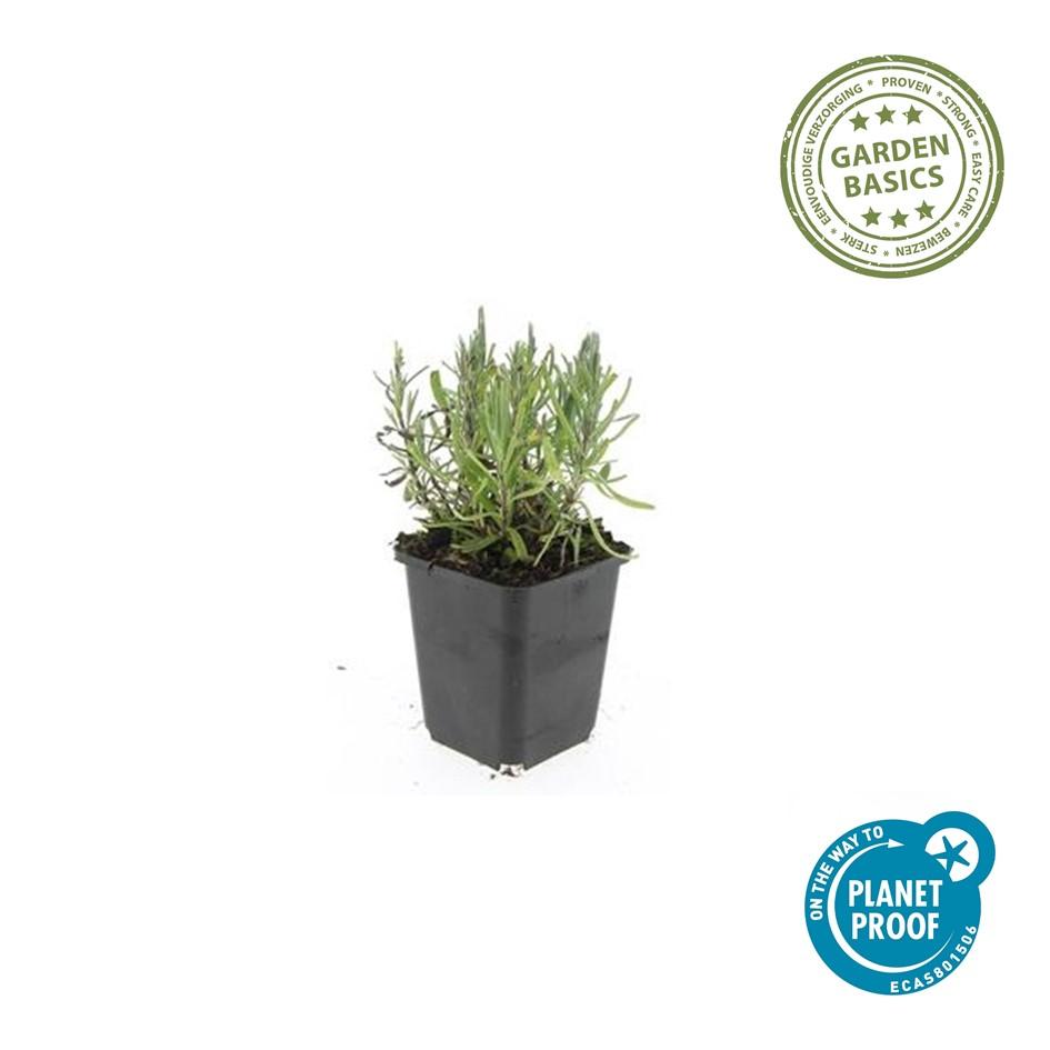 Lavendel Lavandula angustifolia 'Munstead' – ↕10-25cm – Ø9cm – 12 Pflanzen – Mediterraner Duft, Tiefviolette Blüten, Bienenfreundlich, Winterhart, Pflegeleicht