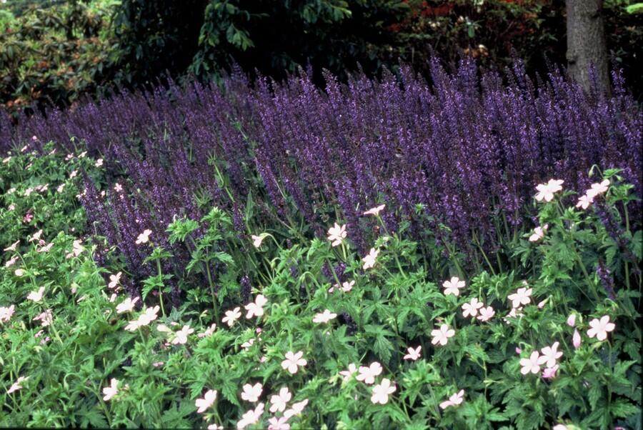 Salvia nemorosa 'Mainacht' – Blau blühender Steppensalbei – 24 Pflanzen – bienenfreundlich & trockenheitstolerant – ↕10-25cm – Ø9cm