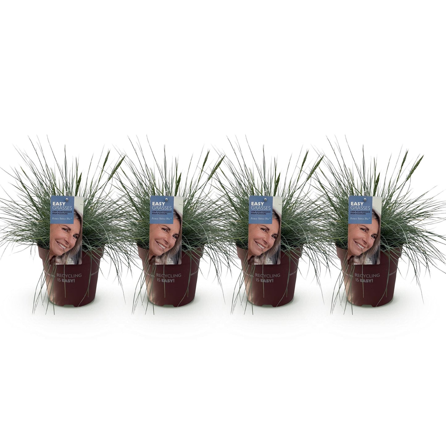 Festuca glauca Intense Blue – Blauschwingel – Ziergras – 4 Pflanzen – Immergrün & pflegeleicht – Topf Ø17cm – Höhe ca. 50cm – Trockenheitsresistent