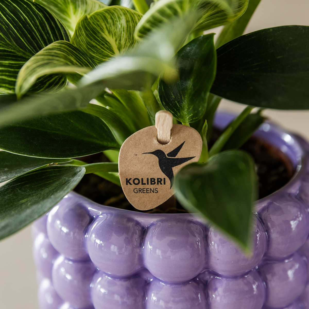 Kolibri Home | Poppy Ziertopf - Purple - Ø9cm