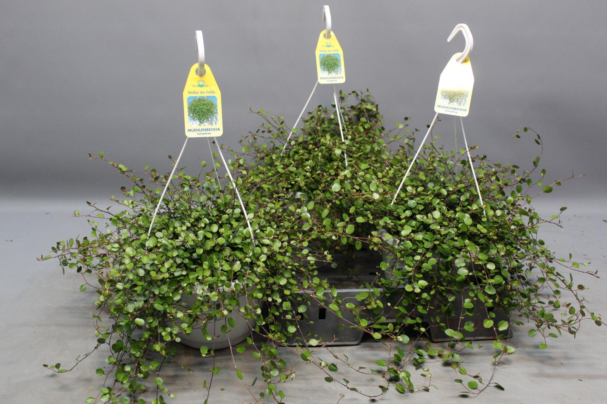 Drahtstrauch Muehlenbeckia – Zimmerpflanze Ø22cm – Höhe ca. 35cm – Filigraner Blattschmuck & dichter Wuchs – Pflegeleicht & vielseitig – Für Innen- & Außenbereiche