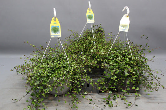 Drahtstrauch Muehlenbeckia – Zimmerpflanze Ø22cm – Höhe ca. 35cm – Filigraner Blattschmuck & dichter Wuchs – Pflegeleicht & vielseitig – Für Innen- & Außenbereiche