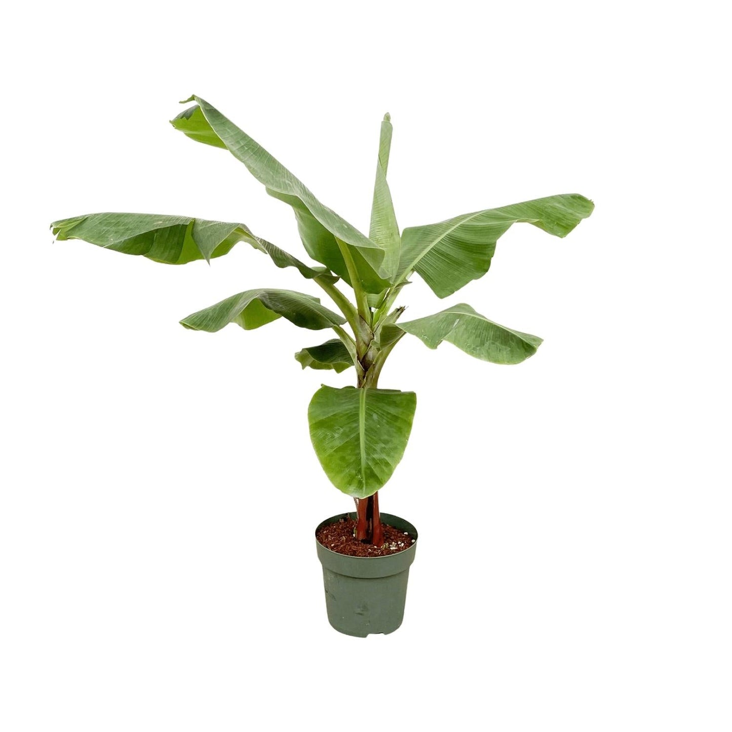 Bananenpflanze – Musa – ca. 160 cm hoch – Ø30 cm – tropische Zimmerpflanze – große grüne Blätter – dekorativ & pflegeleicht