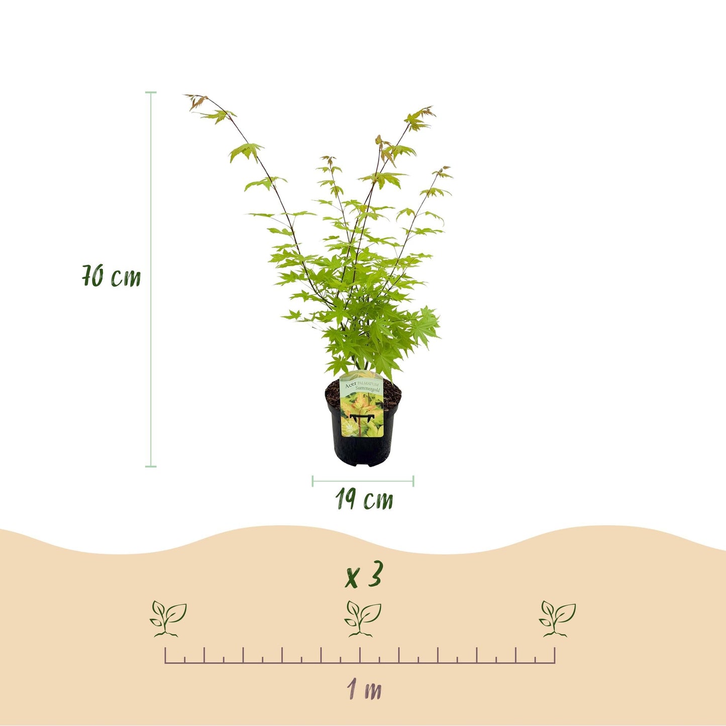 Japanischer Ahorn – Acer palmatum 'Summergold' – ca. 70 cm hoch – Ø19 cm – goldgelbes Laub – Balkon- & Gartenpflanze