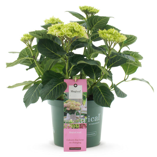 Hortensie Magical Jewel Pink – Hydrangea macrophylla – Rosa – Balkonpflanze – Im 23 cm Topf – Ca. 55 cm hoch – 6–10 Blüten – Für Balkon, Terrasse & Beet – Reichblühend & Farbakzent