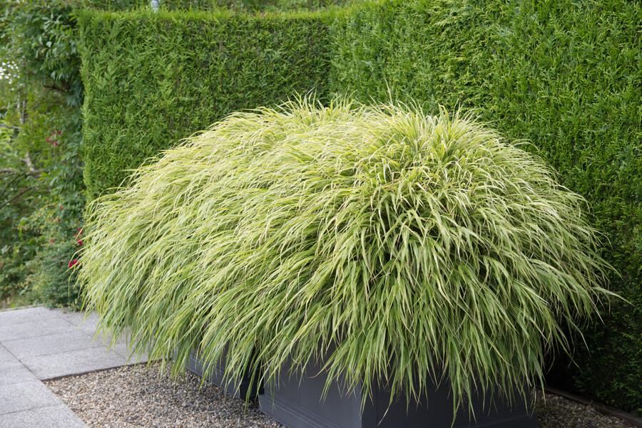 Japan-Zwergschilf Hakonechloa macra – 48 Pflanzen – ↕10-25 cm – Ø9 cm – Japanisches Waldgras – Bodendecker & Ziergras – Pflegeleicht & winterhart