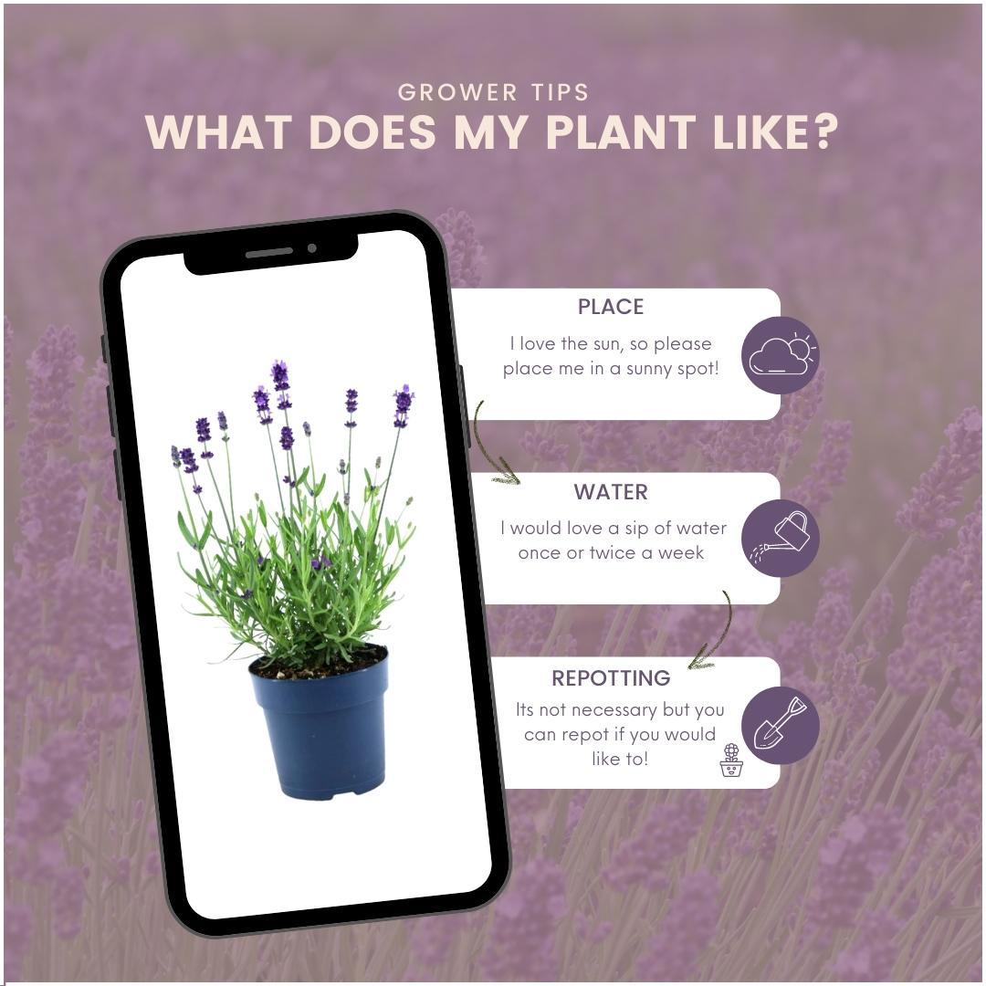 Echter Lavendel Felice – Lavandula angustifolia – Ø12 cm – 50 cm hoch – 24 Pflanzen – Winterhart – Duftend – Bienen & Schmetterlinge