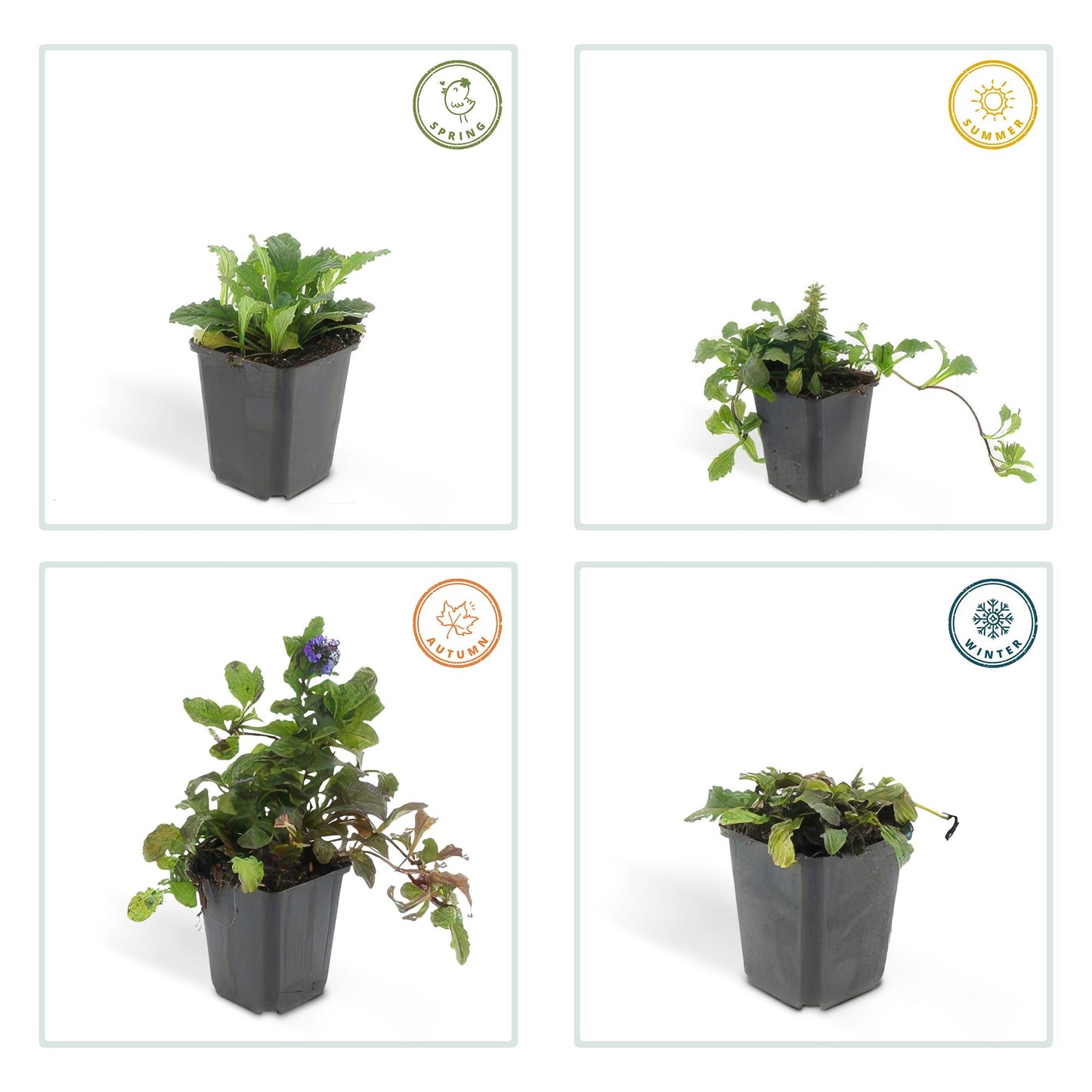 Ajuga reptans – Kriechender Günsel Ø9cm – Höhe 10-25cm – Bodendecker für Halbschatten & Schatten – Blauer Blütenteppich – 24 Pflanzen