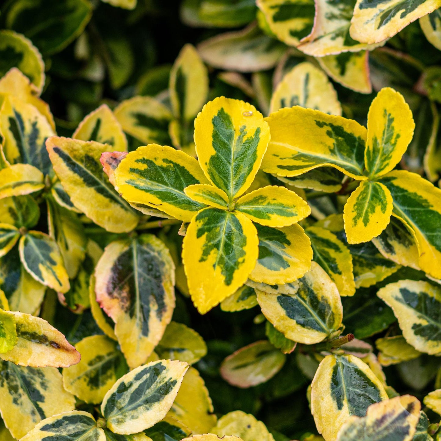 Euonymus fortunei 'Emerald 'n Gold' – Immergrüne Stamm-Pflanze – grün-goldenes Laub – pflegeleicht & kompakt – Terrassen- & Gartenpflanze – Ø19cm – Höhe ca. 90cm