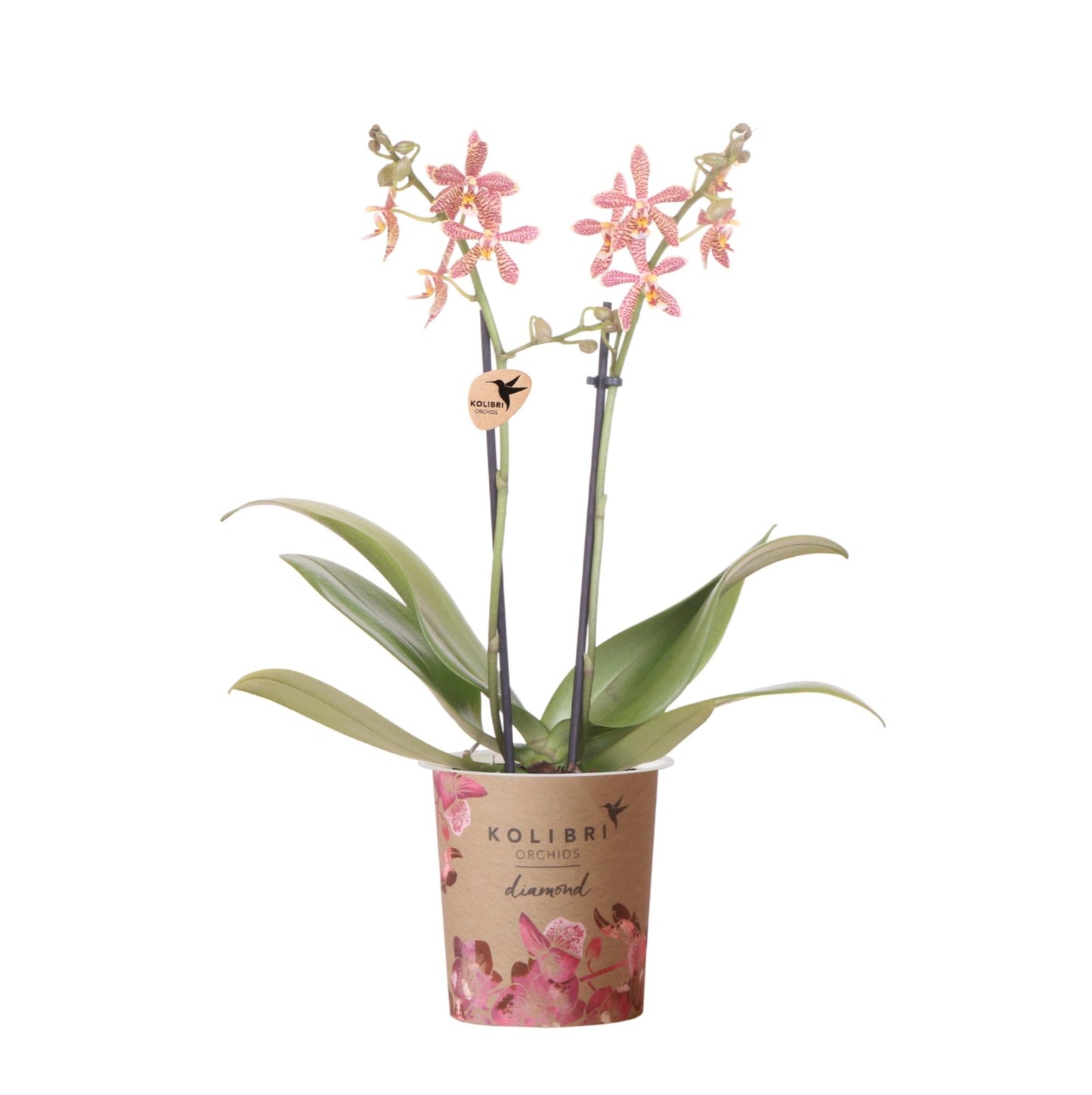 Kolibri Orchideen | orangefarbene Phalaenopsis-Orchidee – Spider – Topfgröße Ø9 cm | blühende Zimmerpflanze – frisch vom Züchter