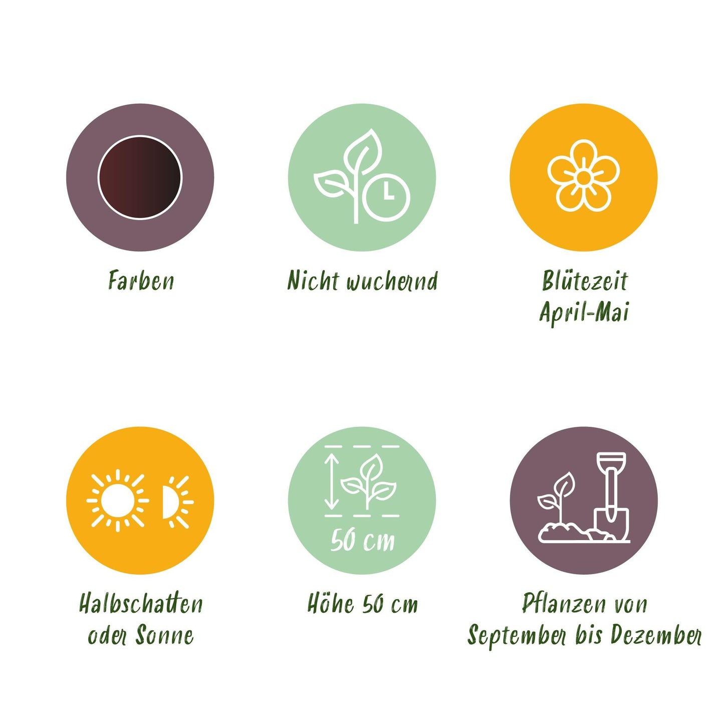 GreenboutiQ - Blumenzwiebeln - Tulpe Triumph Black - Farbe Dunkel Lila - 15 Stück - Zwiebelgröße 11/12 - XXL Pack