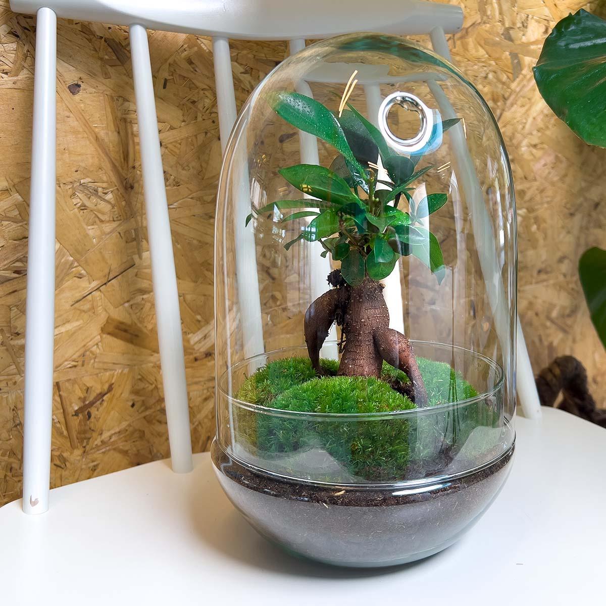Flaschengarten - DIY Bausatz - Terrarium - Egg XL Bonsai - ↕ 30 cm
