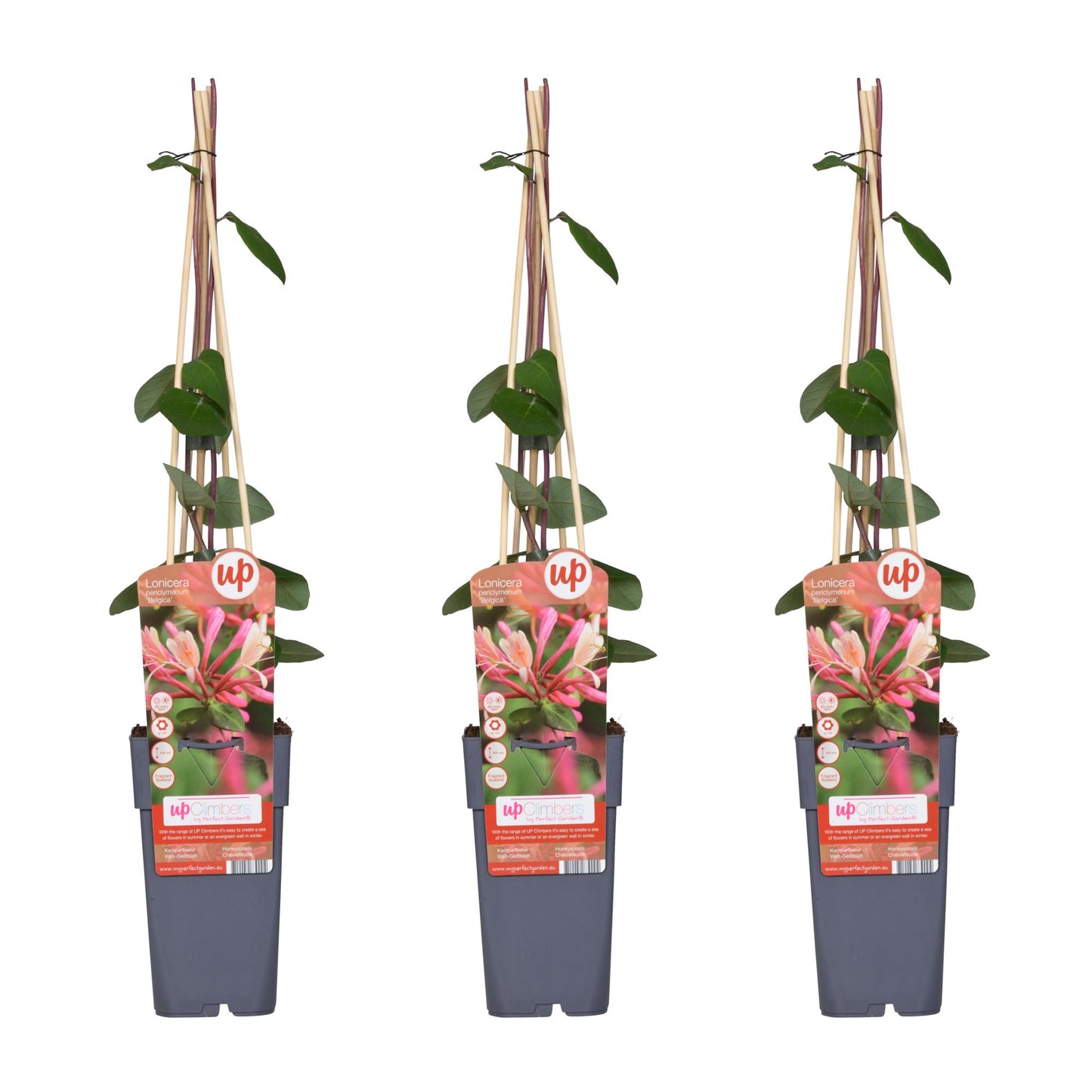 Waldgeißblatt - Lonicera periclymenum 'Belgica' - ↨65cm - Ø15cm - 3 Stück