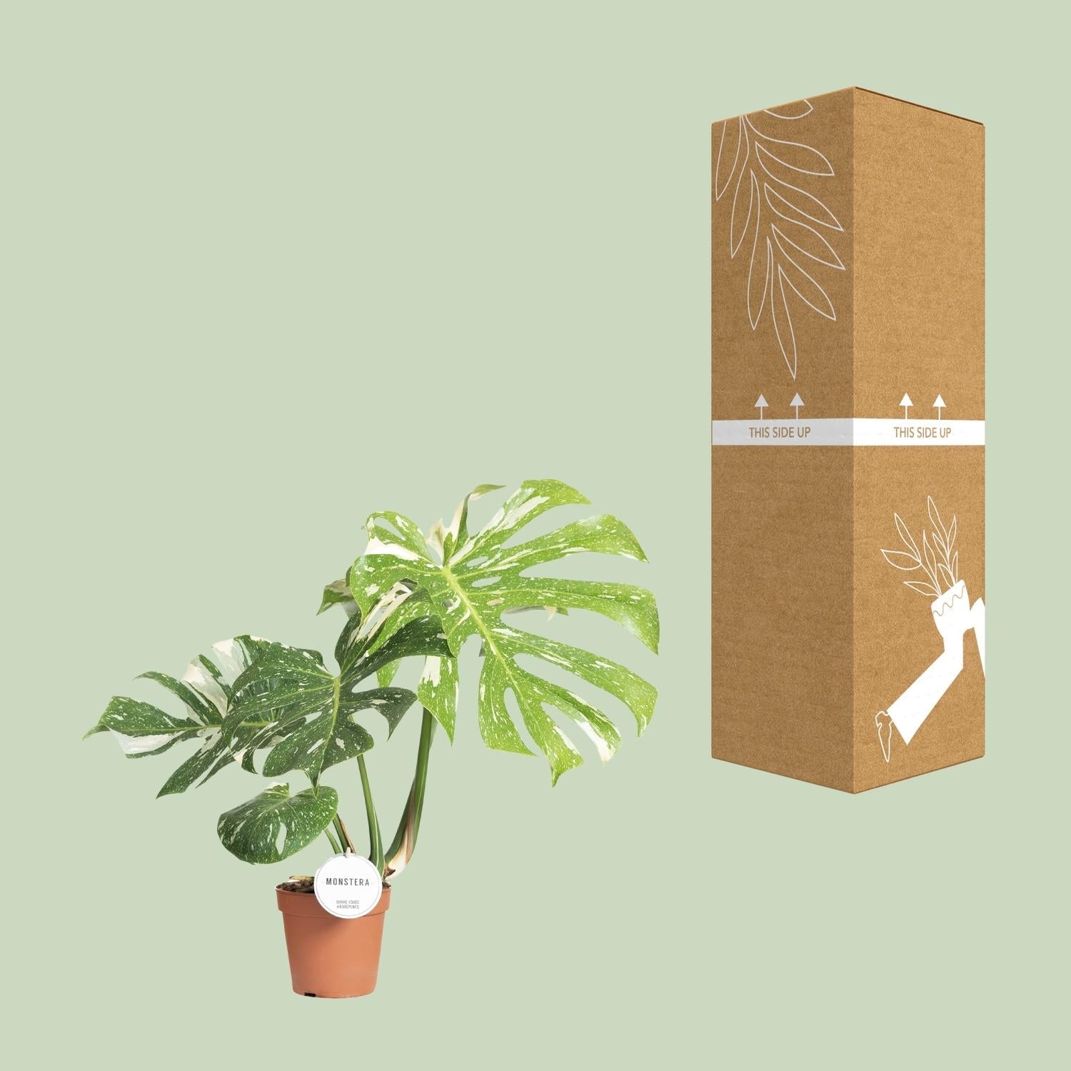 Fensterblatt – Monstera Thai Constellation – Zimmerpflanze – Ø15cm – ↕40–50cm – Seltene Panaschierung & dekorative Blattform – Pflegeleicht & luftreinigend