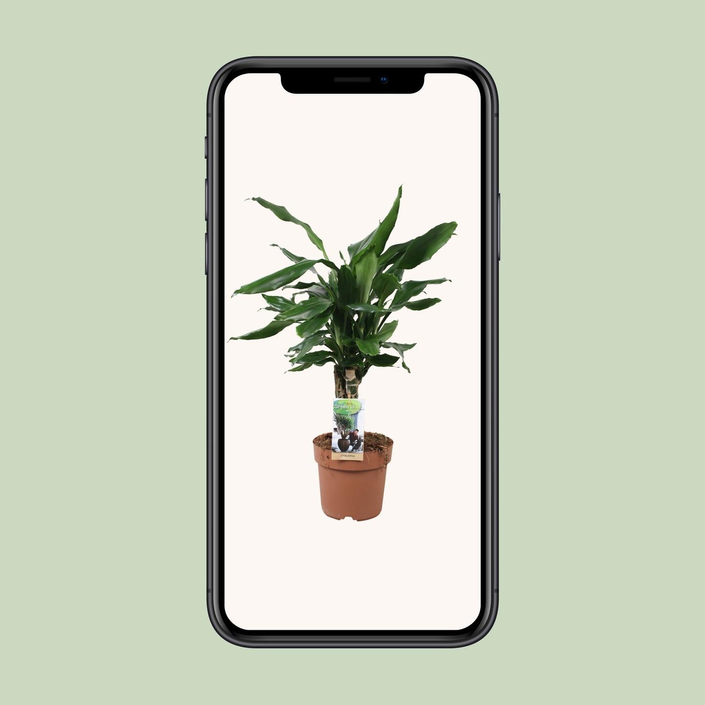 Drachenbaum - Dracaena Fagrans Steudneri Green - Zimmerpflanze - Ø17cm - ↕55cm