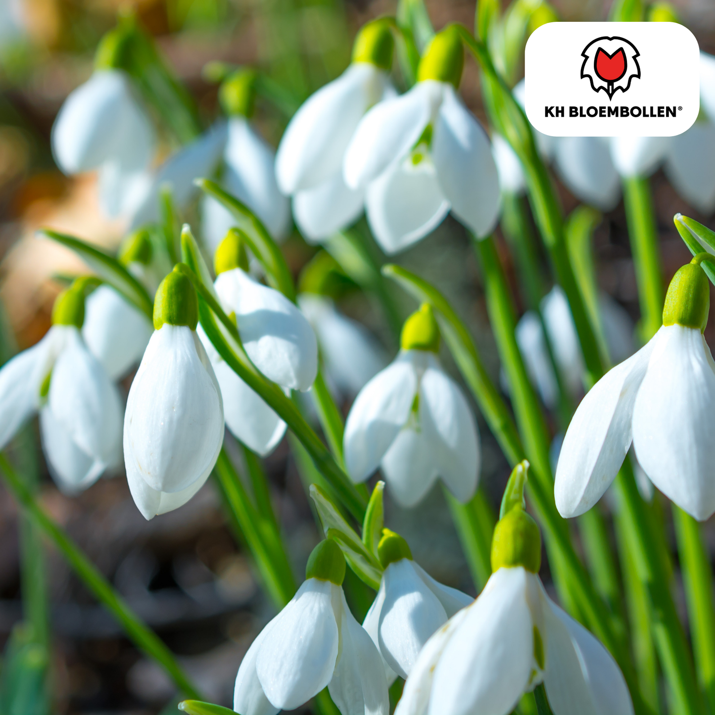 Schneeglöckchen Galanthus nivalis – 30 Blumenzwiebeln – Frühjahrsblüher – Winterhart & bienenfreundlich – Ideal für Beete, unter Bäumen & Töpfe