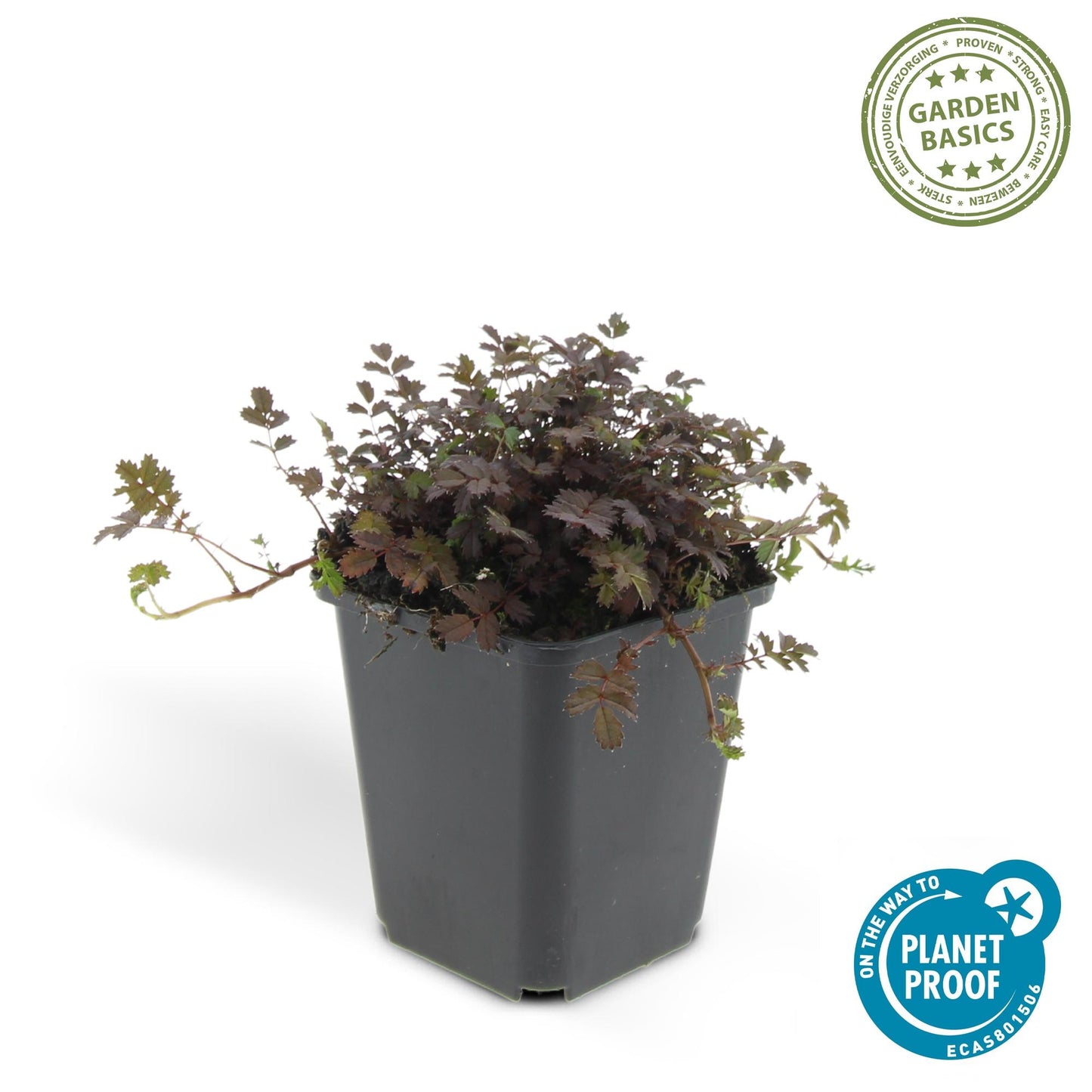 Acaena microphylla 'Kupferteppich' – 48 Pflanzen – ↕10-25cm – Ø9cm – Bodendecker – Flachwachsend & Robust – Steingarten & Wege – Sonne & Halbschatten – Pflegeleicht