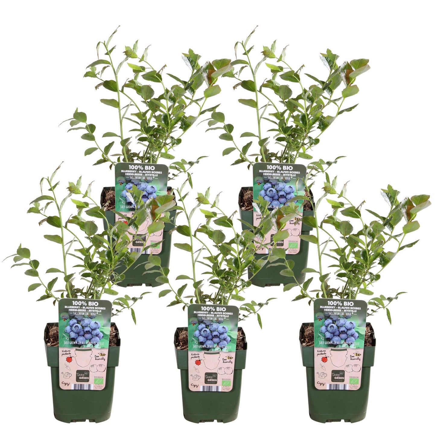 Blaubeere – 5 Pflanzen - Vaccinium corymbosum Reka – Ø13cm – ↨45cm – Bio Obstpflanzen – Große süße Früchte – Selbstfruchtbar & pflegeleicht