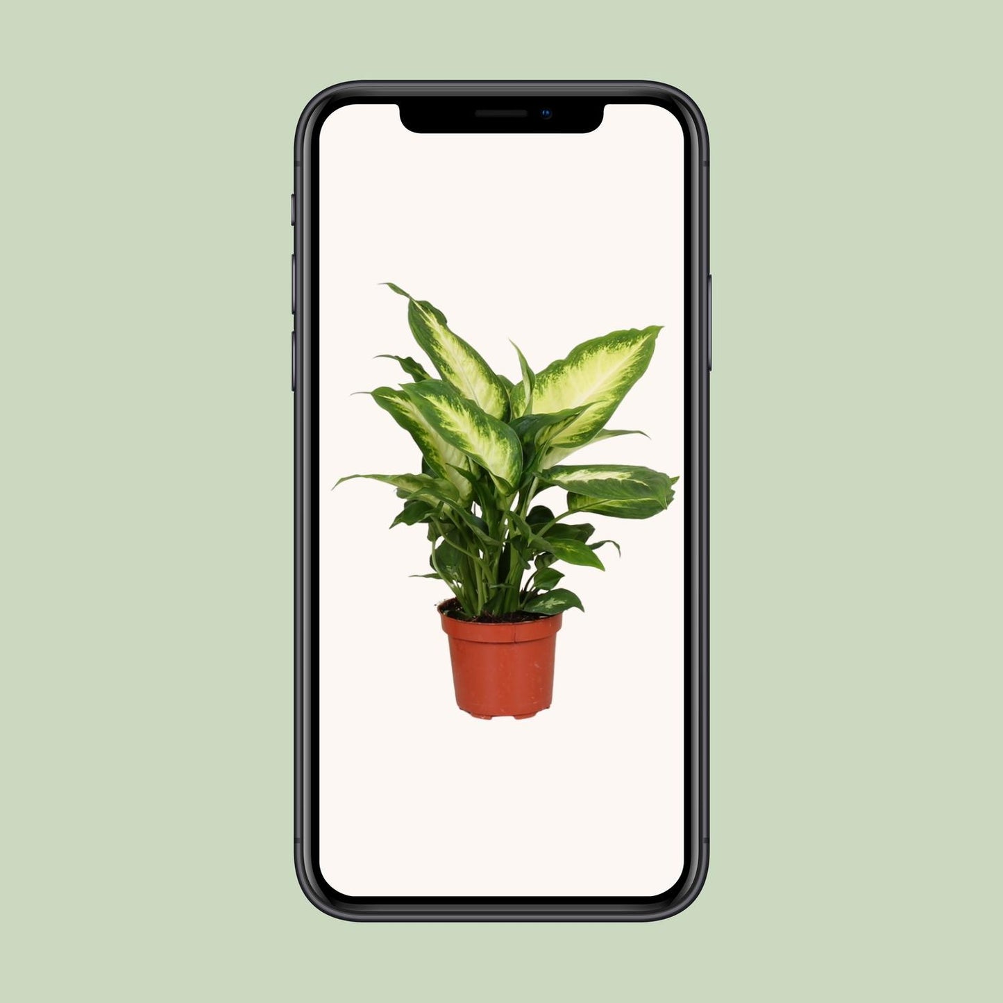 Dieffenbachie - Dieffenbachia Camilla - Zimmerpflanze - Ø12cm - ↕35cm