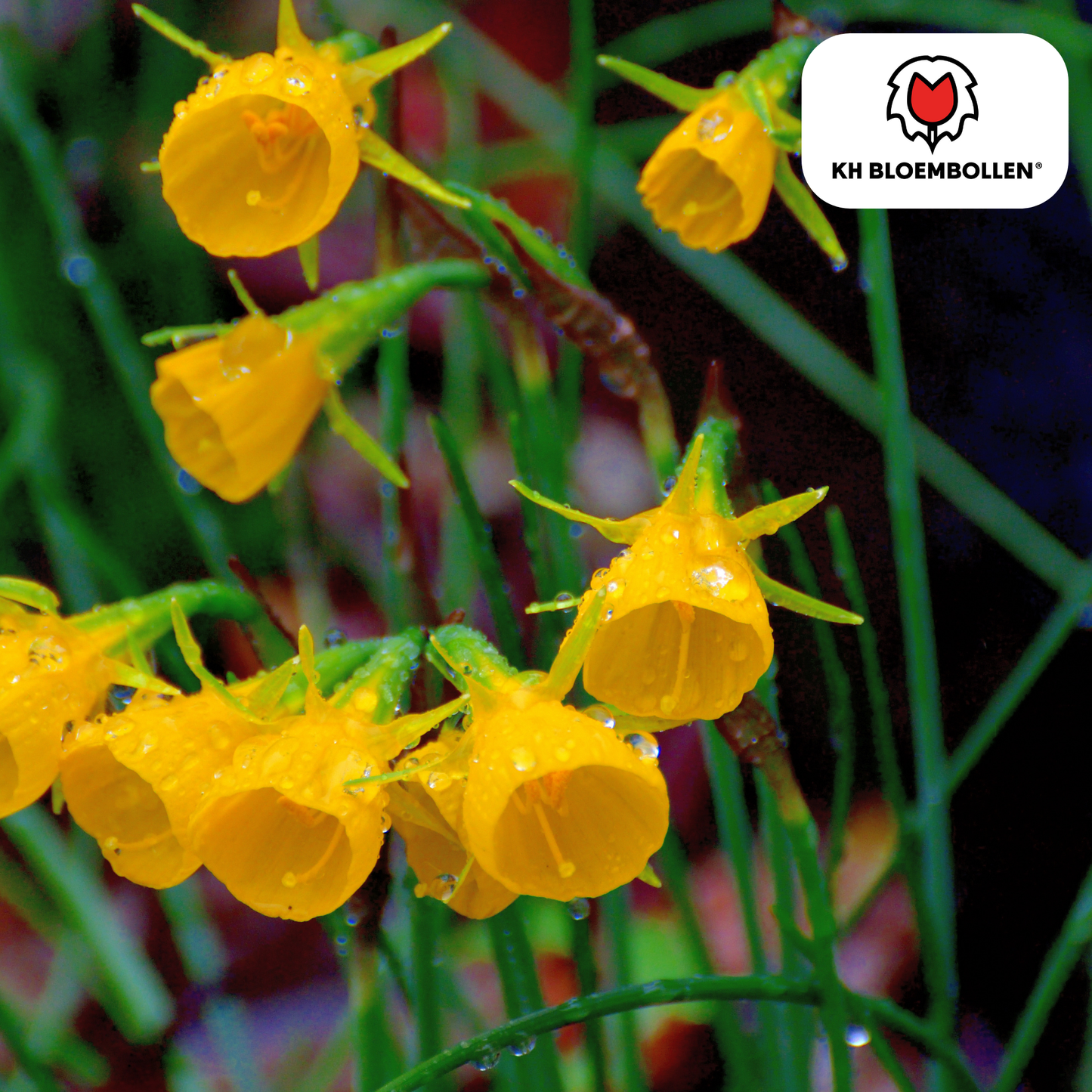 Narzisse Golden Bells – 25 Blumenzwiebeln – Glockenförmige, tiefgelbe Blüten – Frühlingsblüher & winterhart