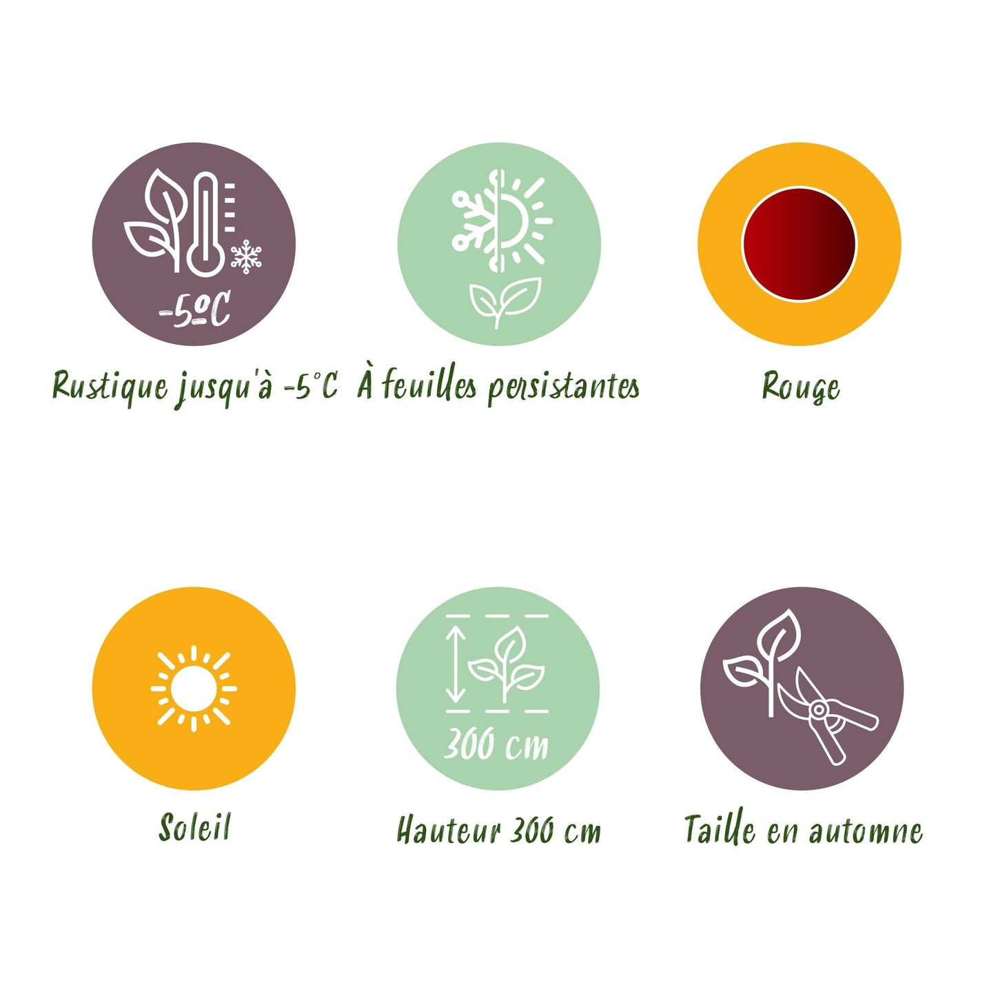 Bananenpflanze Ensete ventricosum Maurelli – 6 Pflanzen – Winterhart – Tropische Gartenbanane – Topf Ø12 cm, Höhe ca. 30 cm – Für Beet & Terrasse