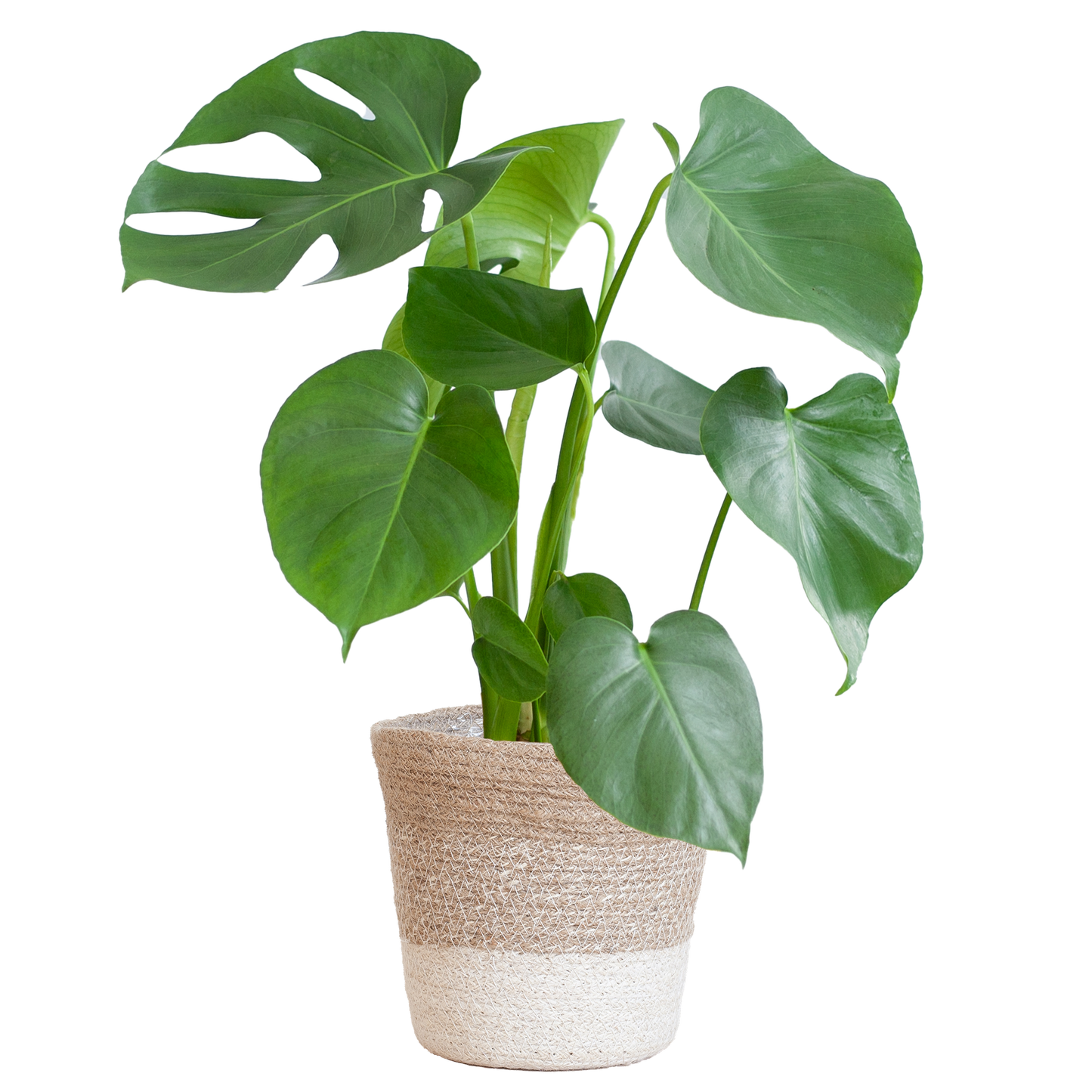 Monstera Deliciosa mit Lissabon Korb Weiß – Zimmerpflanze ca. 50cm – Ø17cm – Schweizer Käsepflanze mit großen Blättern – Nachhaltiger Pflanzenkorb aus Jute