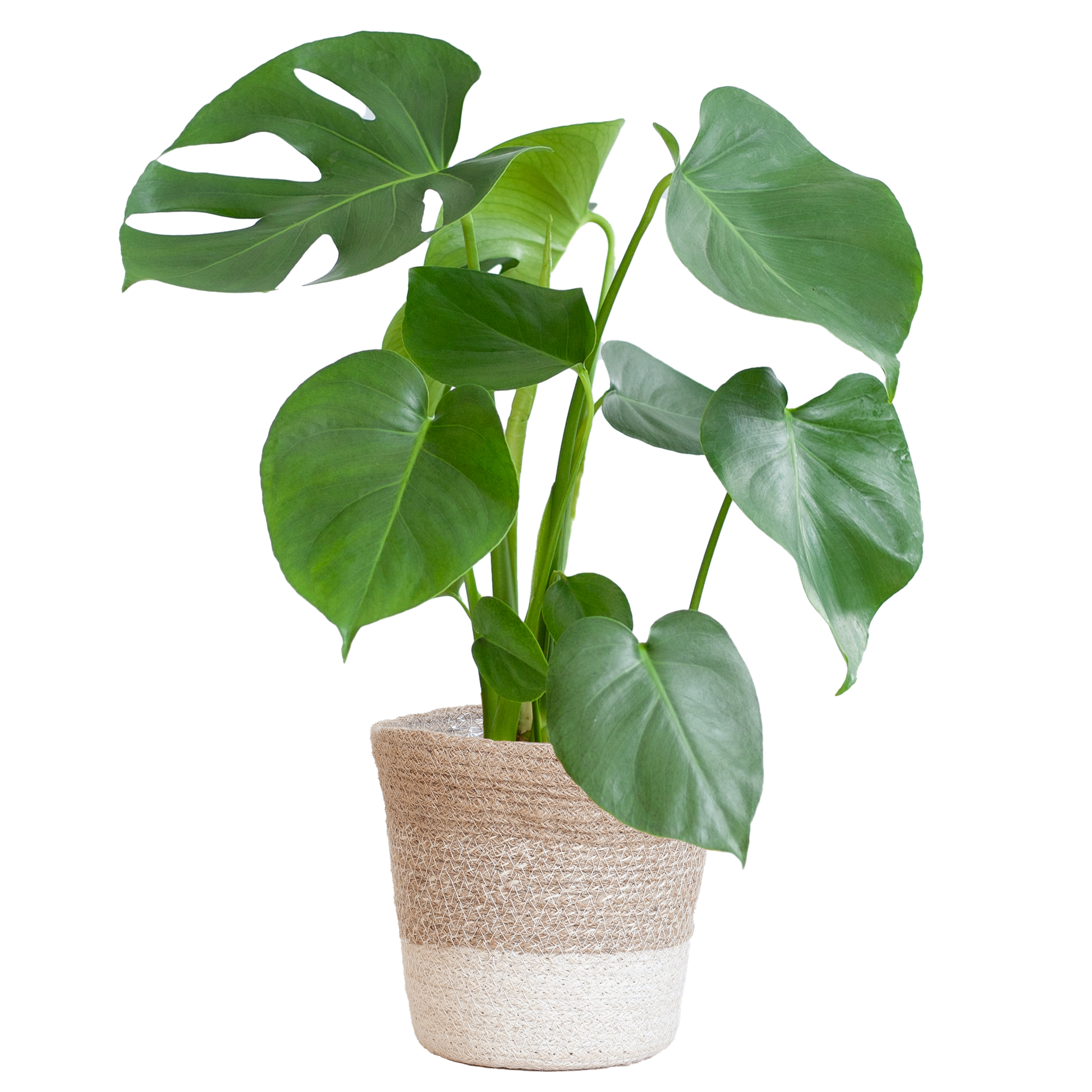 Monstera Deliciosa mit Lissabon Korb Weiß – Zimmerpflanze ca. 50cm – Ø17cm – Schweizer Käsepflanze mit großen Blättern – Nachhaltiger Pflanzenkorb aus Jute