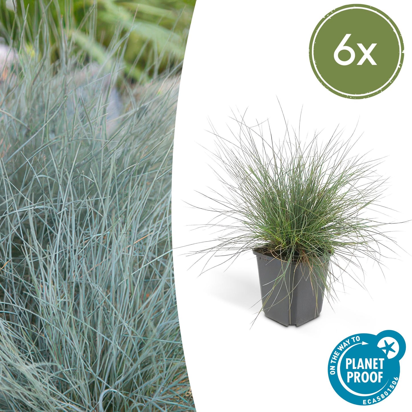 Blau-Schwingel – Festuca glauca 'Elijah Blue' – ↕10-25 cm – Ø9 cm – 6 Pflanzen – Ziergras – Blau-graues Gras – Pflegeleicht & Winterhart – Steingarten & Beete