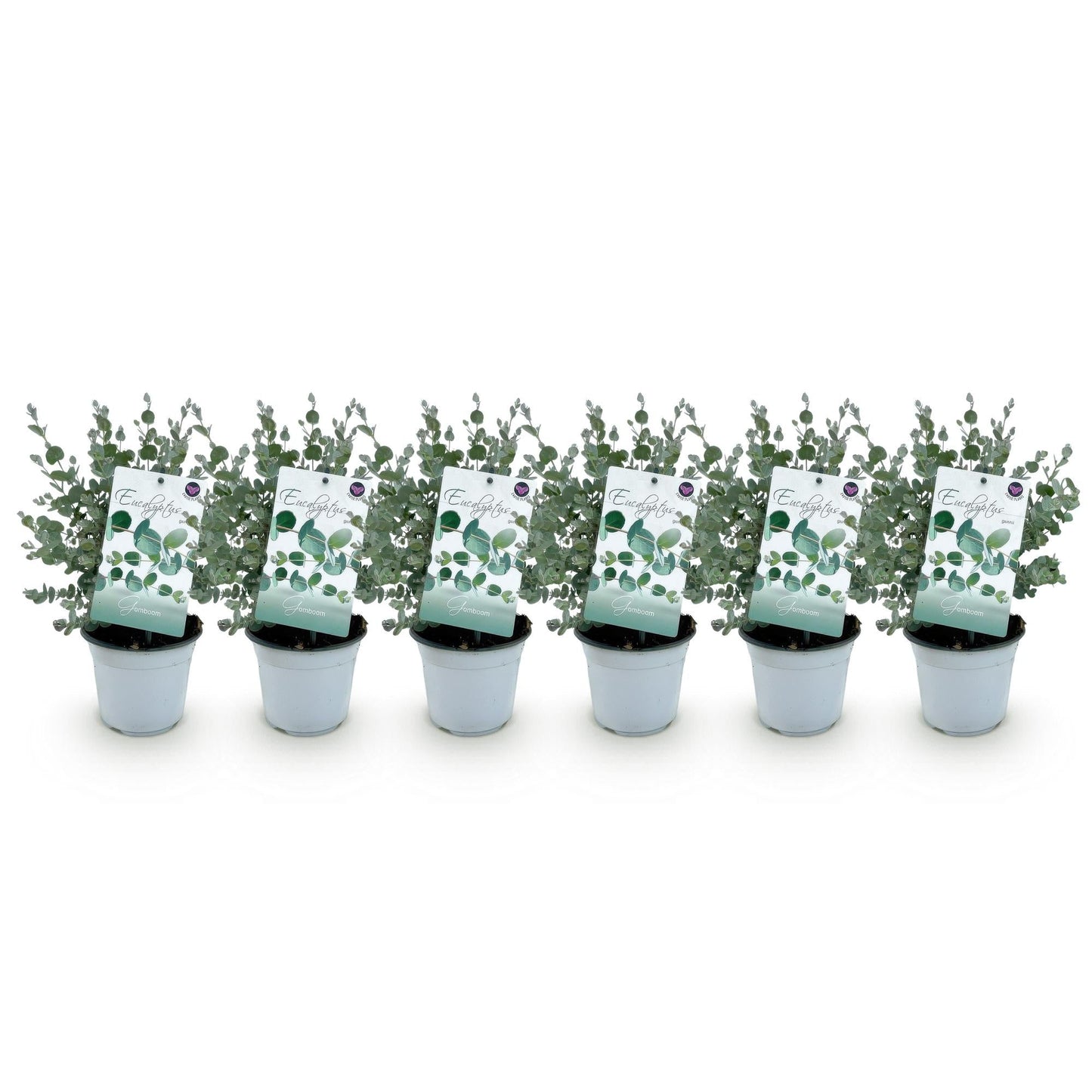 Eukalyptusbaum Eucalyptus gunnii – 6 Pflanzen – Winterhart – Terrassenpflanze – Topf Ø14 cm, Höhe 30 cm – Blaugrüne Blätter mit herrlichem Duft