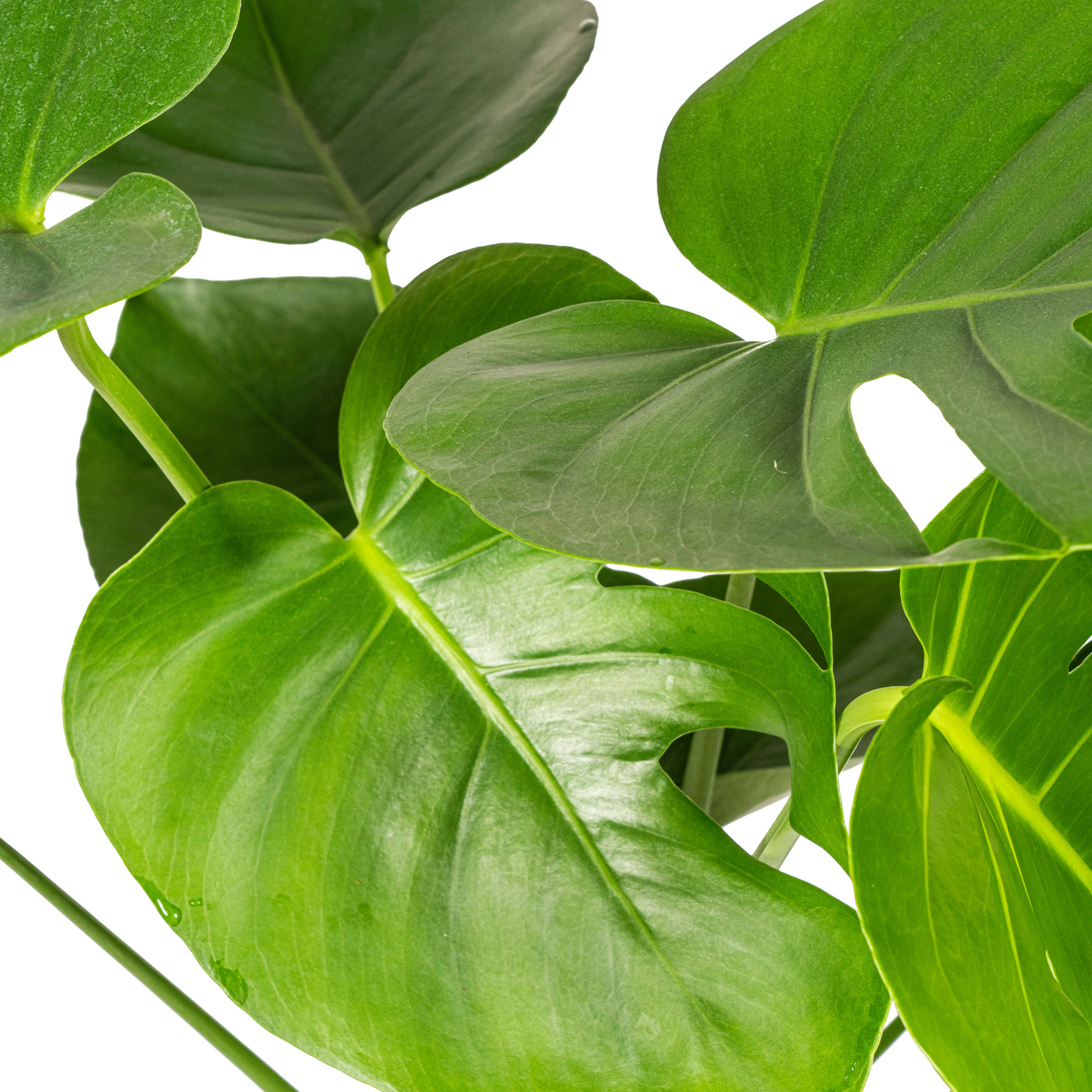 Fensterblatt Monstera Deliciosa Tauerii – Ø19 cm – ca. 70–90 cm hoch – Zimmerpflanze mit großen, herzförmigen Blättern – Für Wohnzimmer & Büro