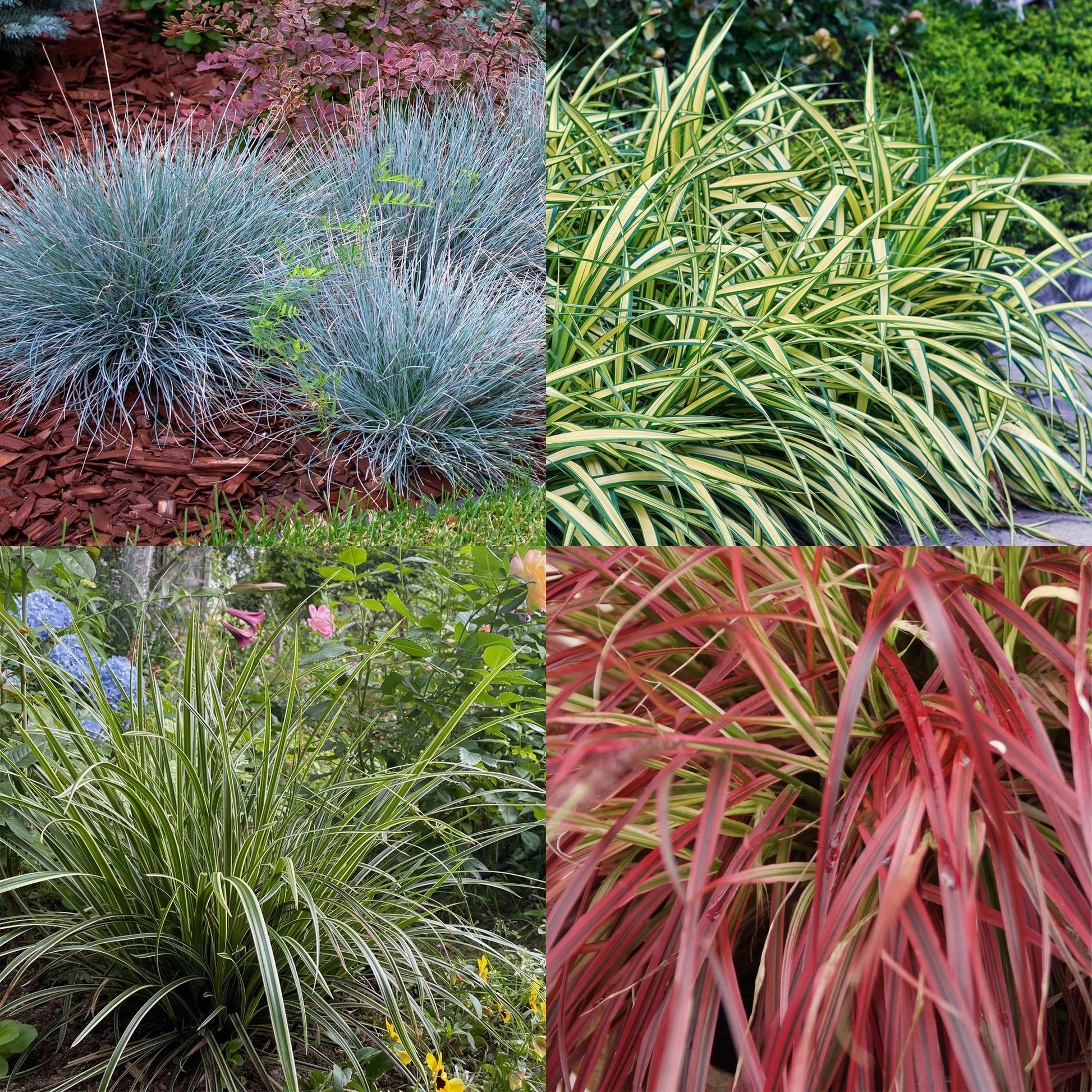 Ziergras Set – 4 Pflanzen – Immergrün & pflegeleicht – Ø17cm – ca. 50cm hoch – Intense Blue, Evergold, Ice Dance, Everflame – Für Beet, Topf & Schattenbereiche