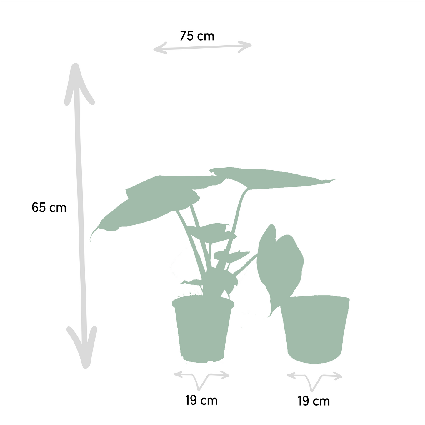 Zimmerpflanzen-Set Alocasia Cucullata + Alocasia Wentii – Ø19 cm – ↕60 cm – 2er-Set – Luftreinigend – Tropisches Design – Mit Korb Selin