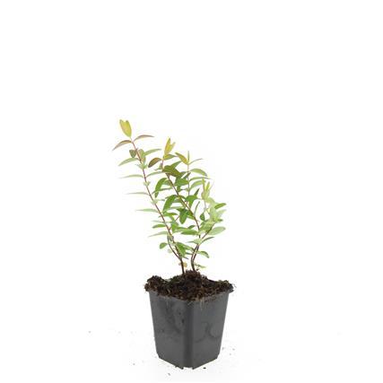 Hypericum 'Hidcote' – 24 Pflanzen – ↕10-25 cm – Ø9 cm – Gelbe Blüten – Immergrün – Pflegeleichter Strauch – Sonne & Halbschatten