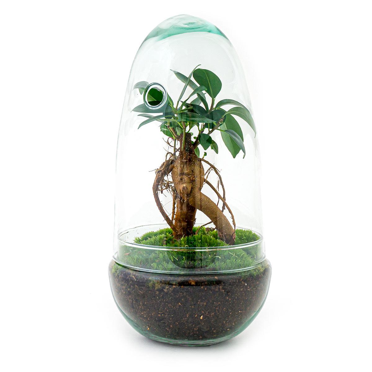 Flaschengarten Egg Bonsai – DIY Terrarium mit Ficus Ginseng – Mini-Biotop – Ø12 cm x H25 cm – Do-it-yourself – Pflegeleichtes Ökosystem für Zuhause & Büro