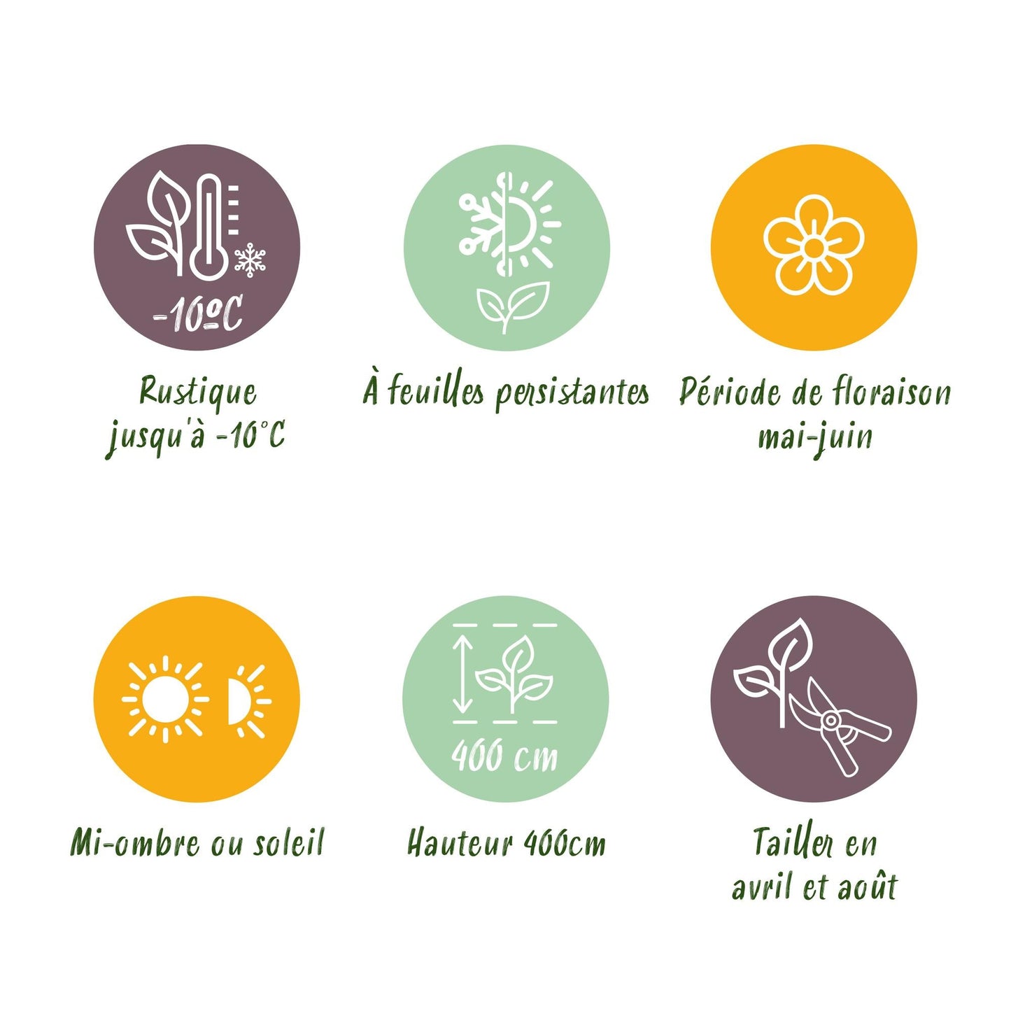 Frasers Glanzmispel – Photinia fraseri Red Robin – Heckenpflanze – Blatt rot grün – 8 Pflanzen – 1 laufender Meter – immergrün – 9cm Höhe 30-35cm