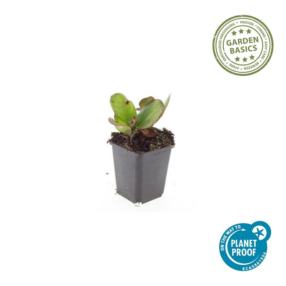 Bergenie – Bergenia cordifolia 'Herbstblüte' – ↕10-25cm – Ø9cm – 20 Pflanzen – immergrün & winterhart